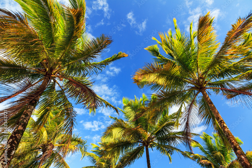 Beautiful summer view on palm trees with sunshine and a blue sky in Madagascar