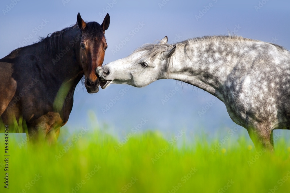 Couple of horse portrait in green spring pasture. Horse communication Couple of horse portrait in green spring pasture. Horse communication
