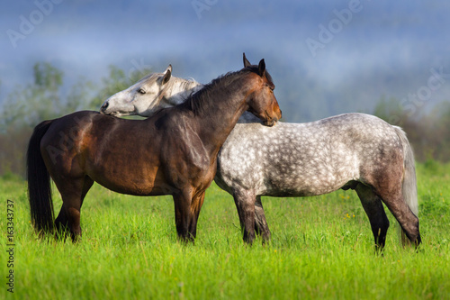 Couple of horse portrait in green spring pasture. Horse communication