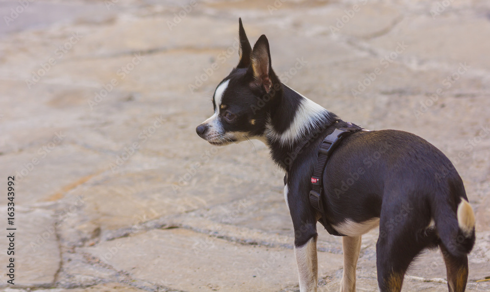 Black and white chihuahua Black and white chihuahua