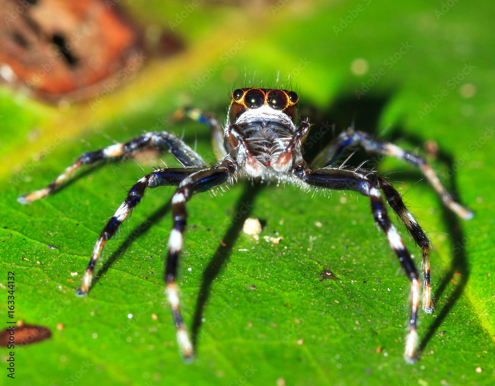 Jumping spider (salticidae, unknown species) in the rainforest jungle of the Masoala National Park in Madagascar Jumping spider (salticidae, unknown species) in the rainforest jungle of the Masoala National Park in Madagascar