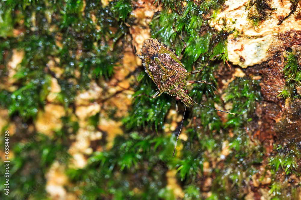 Green Shield Bug (unknown species) in the rainforest of Masoala National Park in Madagascar Green Shield Bug (unknown species) in the rainforest of Masoala National Park in Madagascar