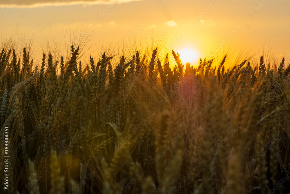 Fototapeta premium Yellow ripe wheat in the field. Sunset. Illuminated with a backlight
