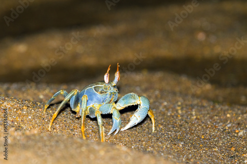 The horned ghost crab or horn-eyed ghost crab (Ocypode ceratophthalma)  in Masoala National Park, Madagascar