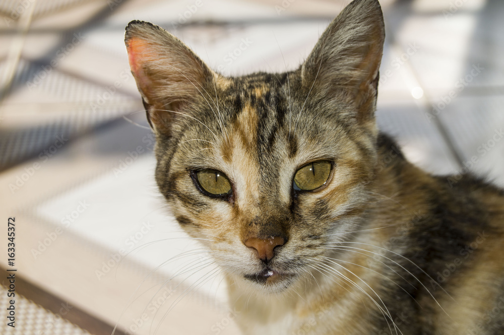Cute cats, people loving and kissing the cat, the most beautiful big cat eyes,
Cute cats, people loving and kissing the cat, the most beautiful big cat eyes,