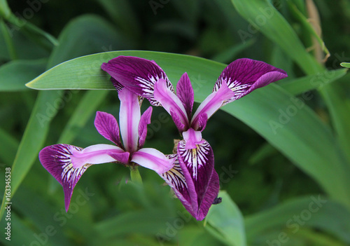 Fototapeta Naklejka Na Ścianę i Meble -  iris d'eau