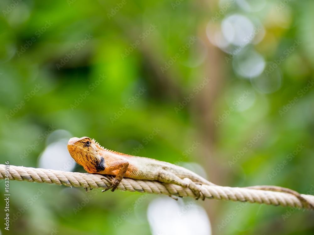 Lizard on rope