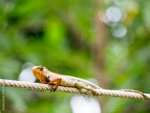 Lizard on rope
