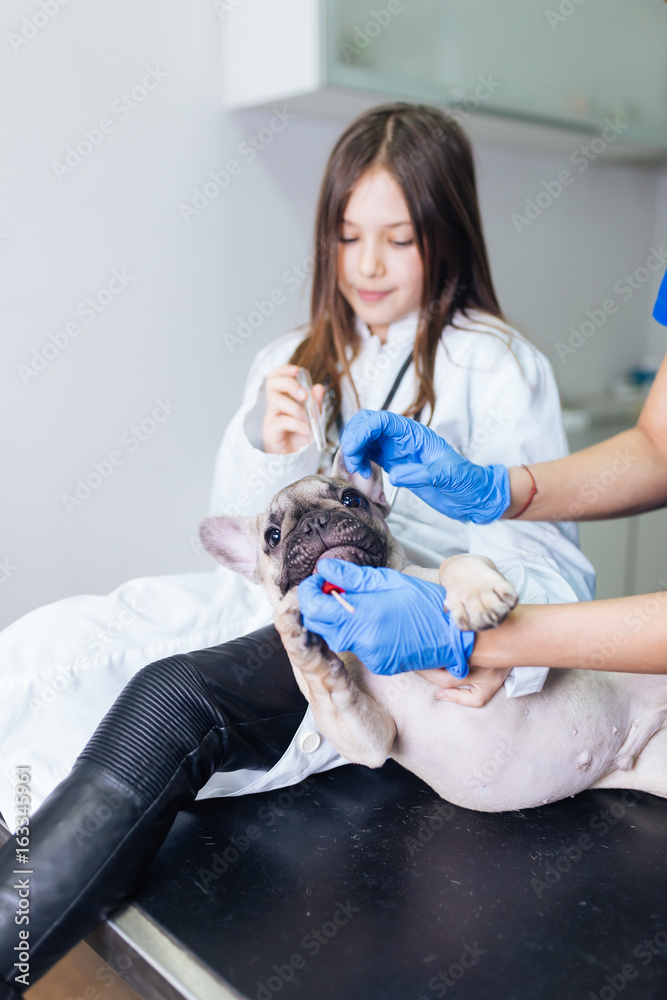 Beautiful young girl dressed as vet with her French bulldog at veterinary. Vet taking a dog's swab. Selective focus on dog. Beautiful young girl dressed as vet with her French bulldog at veterinary. Vet taking a dog's swab. Selective focus on dog.