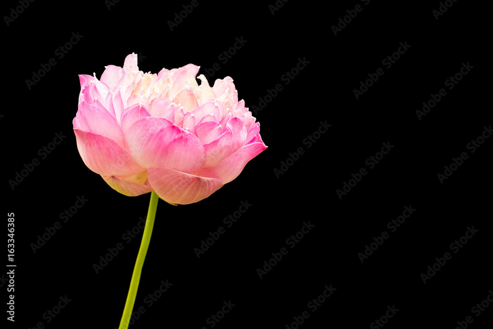 isolated pink lotus flower on black background,die cut with path.