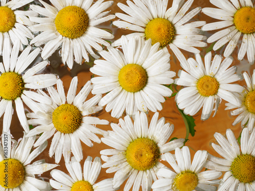 Field of daisies floating in the water. Chamomile with drops of water. Flowers with white petals and yellow pistils photographed closeup with soft focus on blurred background. Nature background.