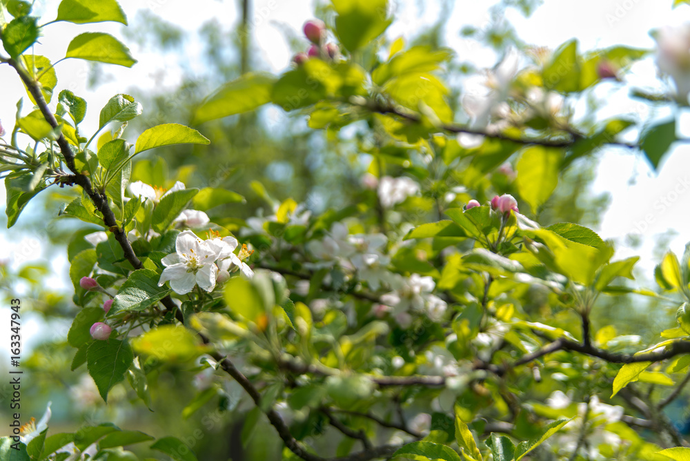 Branch of apple tree with flower blossoms