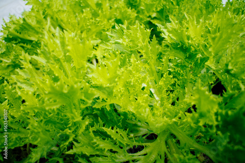 Close up of fresh green lettuce salad vegetable in the garden