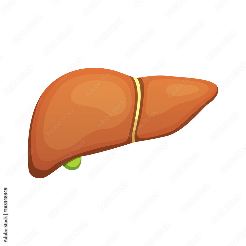 Human liver anatomy. Medical science vector illustration. Human liver anatomy. Medical science vector illustration.