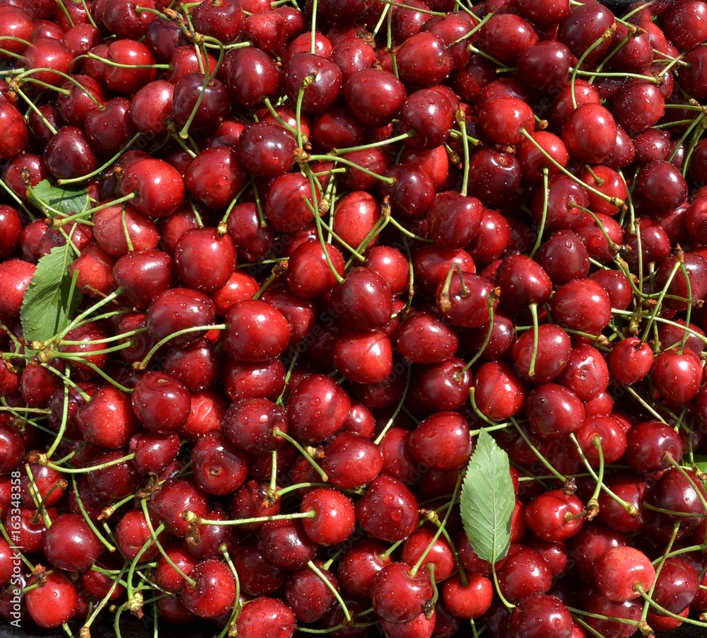 Harvest of ripe cherries is pure, washed in water, ready for cooking Harvest of ripe cherries is pure, washed in water, ready for cooking