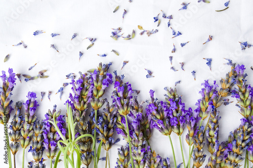 Fototapeta Naklejka Na Ścianę i Meble -  Fresh lavender flowers on white