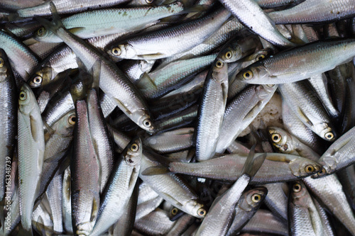 Fresh fish catch.