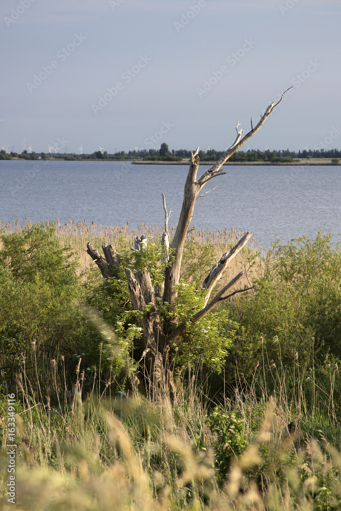 Dead tree in Dutch top nature reserve Oostvaardersplassen, Flevoland, Netherlands Dead tree in Dutch top nature reserve Oostvaardersplassen, Flevoland, Netherlands