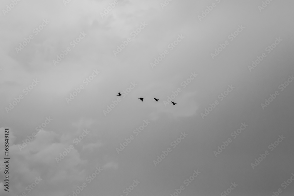 Black and white photo of four bird fly on the sky. Black and white photo of four bird fly on the sky.