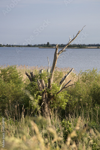 Dead tree in Dutch top nature reserve Oostvaardersplassen, Flevoland, Netherlands © roelmeijer