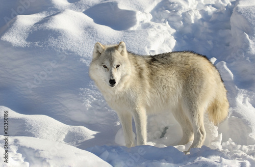 loup seul dans la neige