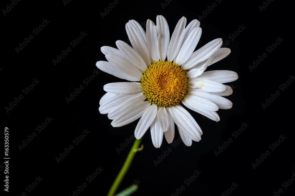 Obraz premium daisy white flower black background