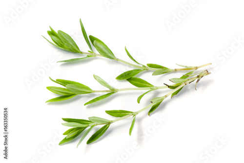 Sprig of fresh thyme isolated on a white background