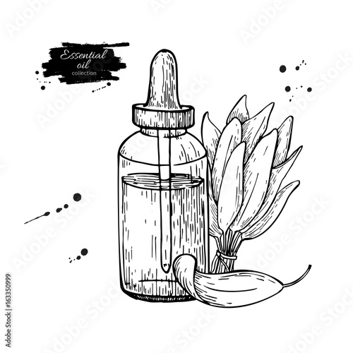 Sage essential oil bottle and sage leaves hand drawn vector illustration. Isolated plant drawing for Aromatherapy