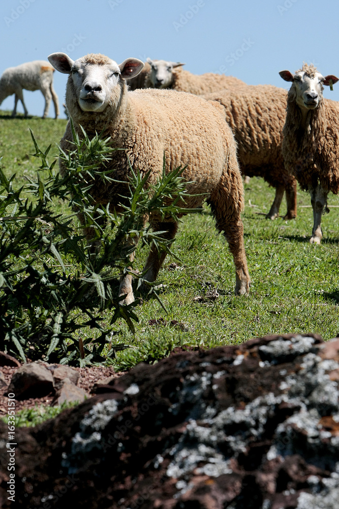 Fototapeta premium OVINOCULTURA