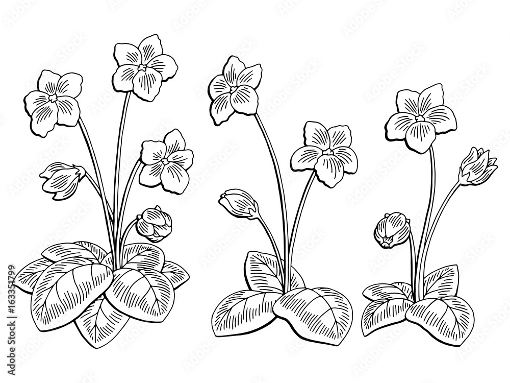 Violet flower graphic black white isolated sketch illustration vector