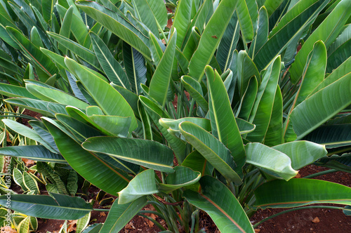 Green leaves of Strelitzia.