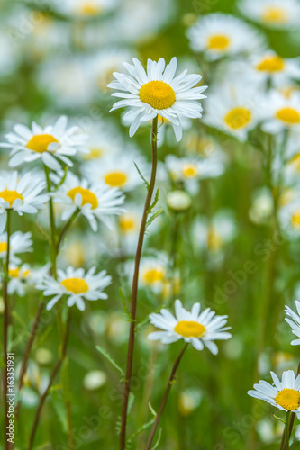 meadow full of Bellis perennis daisies