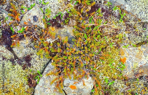 Moos, Flechten und andere Tundra-Vegetation, Steine, im Frühjahr am Ufer des Lagarfjót, Ostisland/ Ostfjorde, Island/ Iceland, Europa  photo