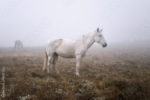  hors on a pasture in a mist