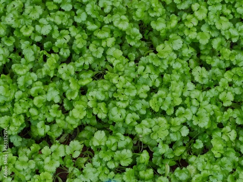 Cotomilli - Coriander in garden closeup (Coriandrum sativum) © Tarikh Jumeer