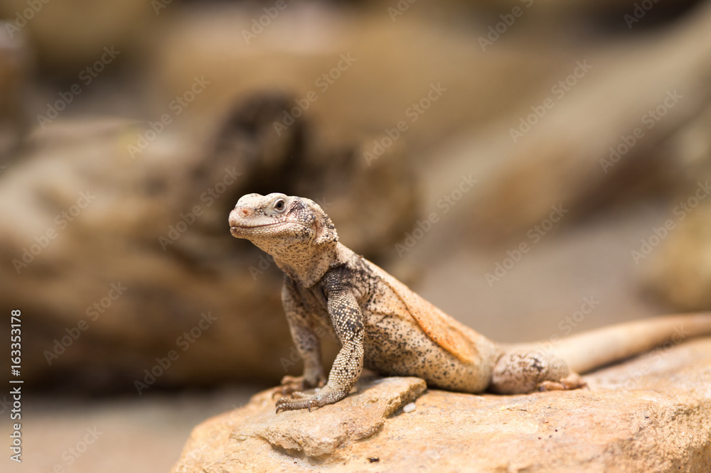 Chuckwalla lizard on rock Chuckwalla lizard on rock