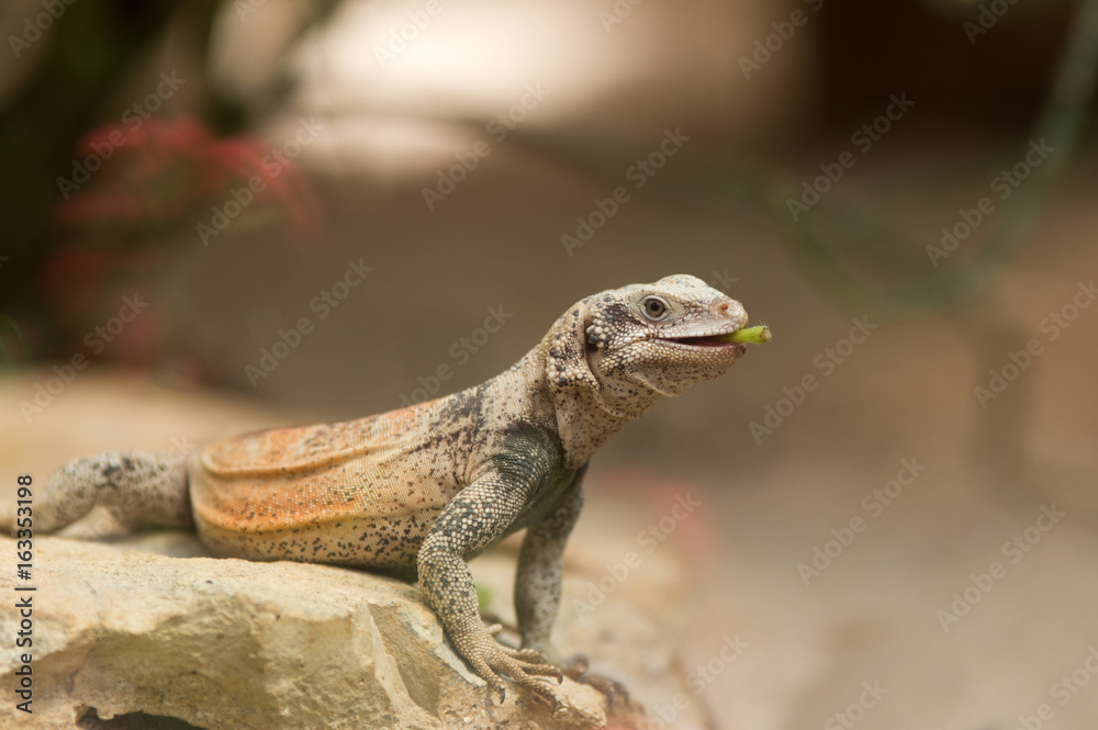 Fototapeta premium Chuckwalla lizard on rock