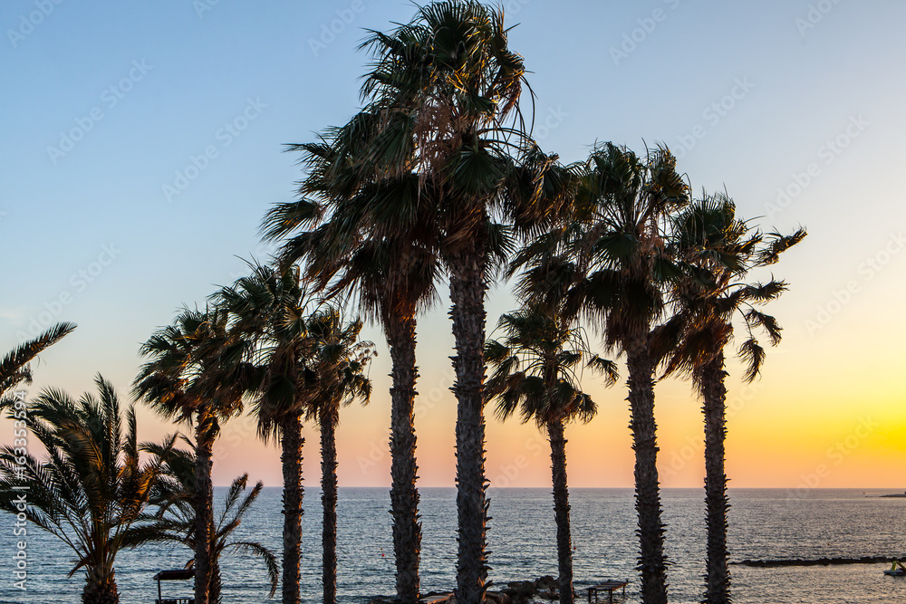 Palm trees on coean shore at sunset