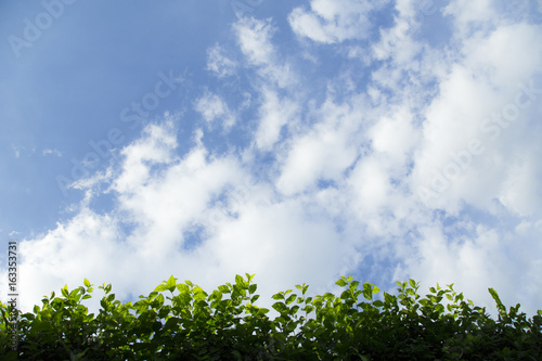 The blue sky and the white cloud are comfortable with the green foliage.