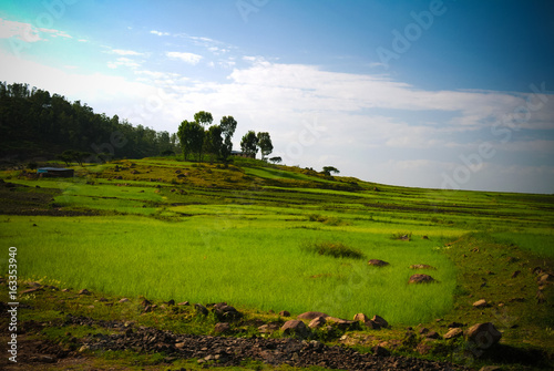 Agriculture landscape with fields of teff at morning in Amhara  Ethiopia