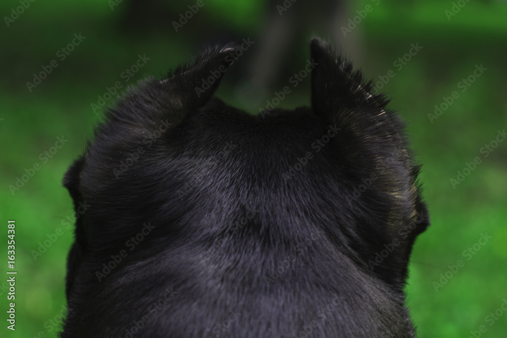 american pitbullterrier dog in the rear view on a green background. Dog head and ears back. american pitbullterrier dog in the rear view on a green background. Dog head and ears back.
