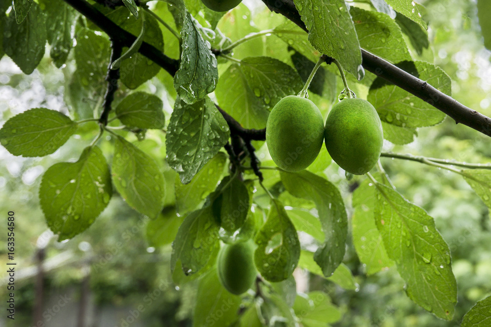 unripe plums with drops of rain