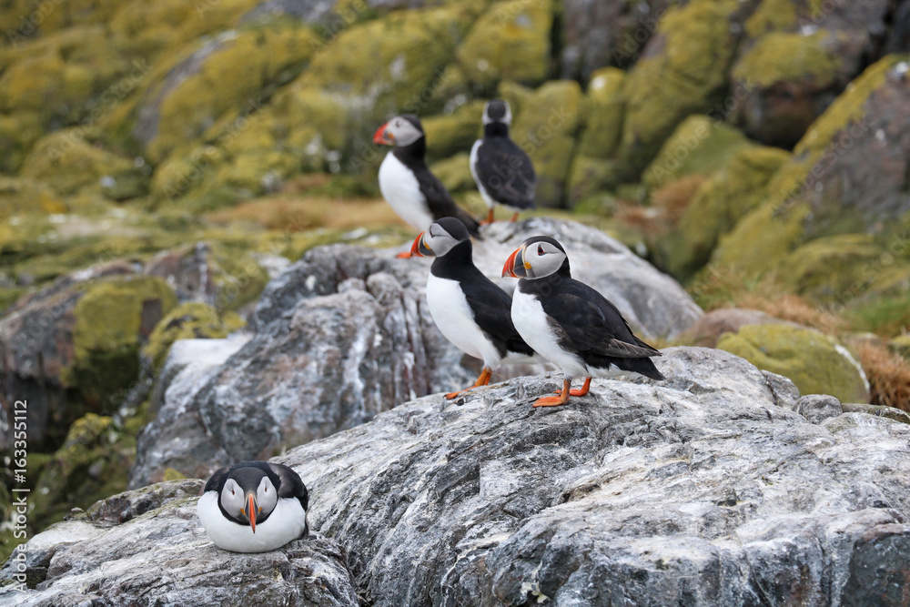 Fototapeta premium Papageientaucher auf den Farne Islands