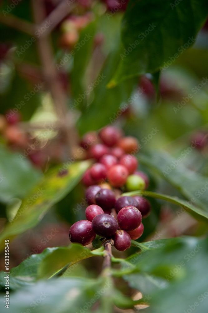 Coffee seeds on shrubs, in a plantation in northern Thailand Coffee seeds on shrubs, in a plantation in northern Thailand