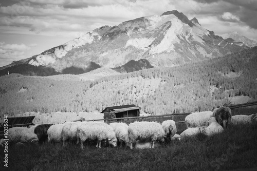 Fototapeta Naklejka Na Ścianę i Meble -  Beautiful Tatry Rusinowa Polana landscape
