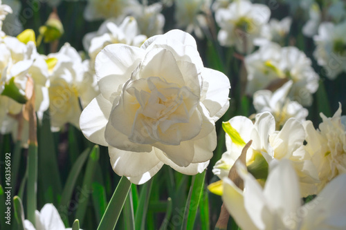 Fototapeta Naklejka Na Ścianę i Meble -  Close up of white double beautiful narcissus growing in the garden.