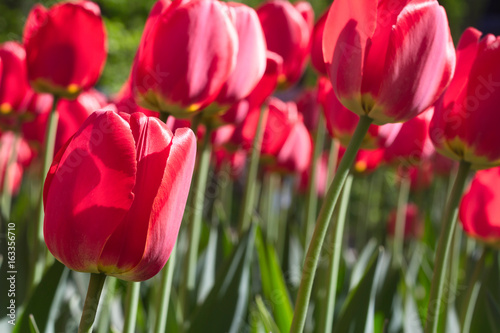 Group and close up of red single beautiful tulips growing in the garden