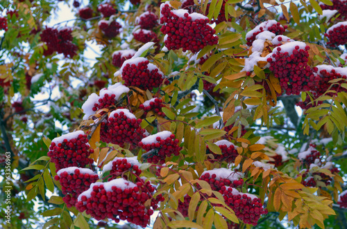 Autumn rowantree covered with snow photo