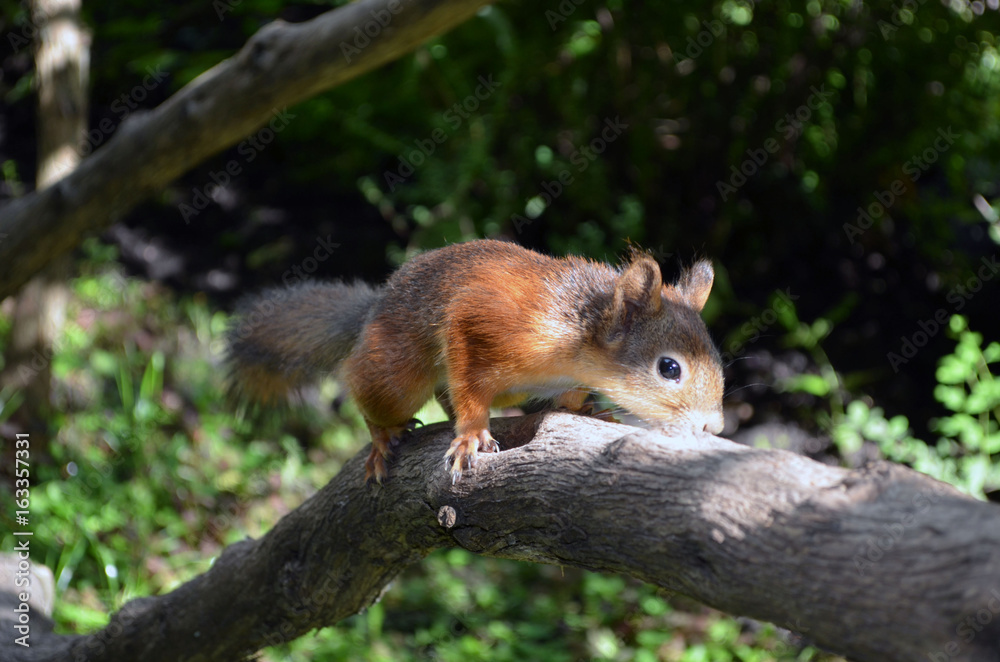 Fototapeta premium Squirrel on a branch