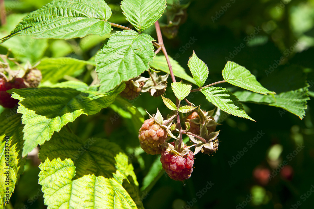 Raspberry bushes with berries in the garden Raspberry bushes with berries in the garden